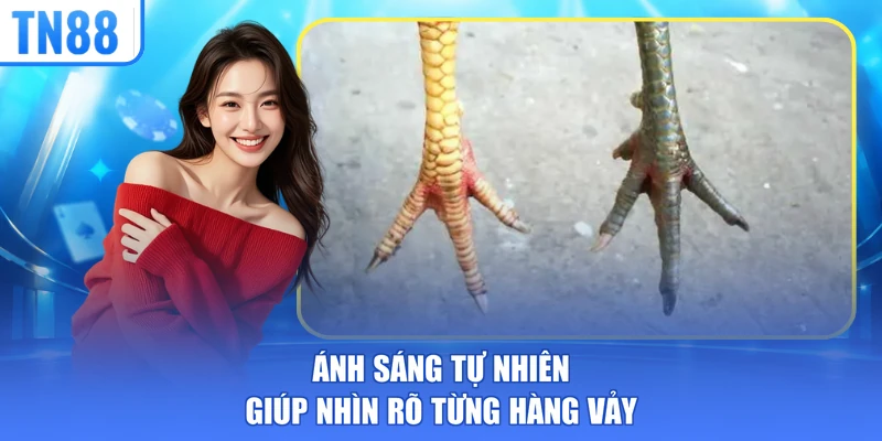 Ánh sáng tự nhiên giúp nhìn rõ từng hàng vảy