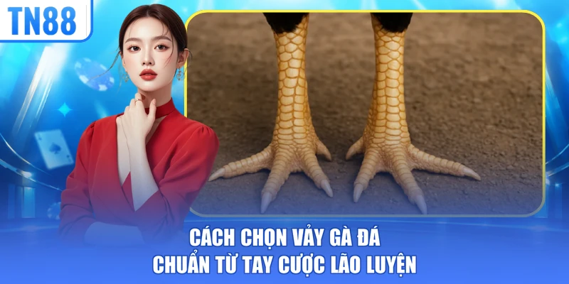 cách chọn vảy gà đá