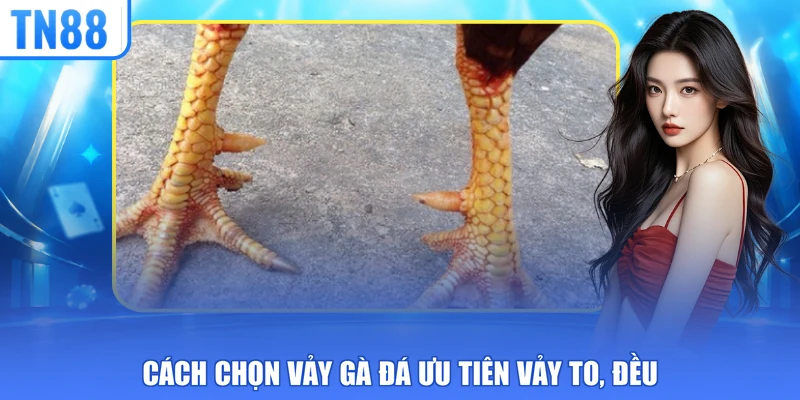 Cách chọn vảy gà đá ưu tiên vảy to, đều