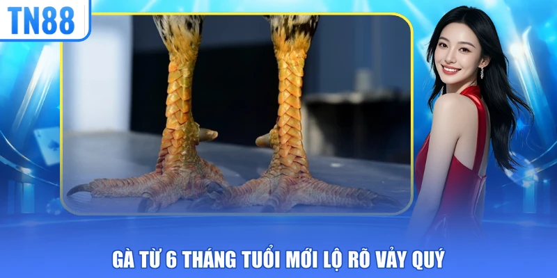 Gà từ 6 tháng tuổi mới lộ rõ vảy quý
