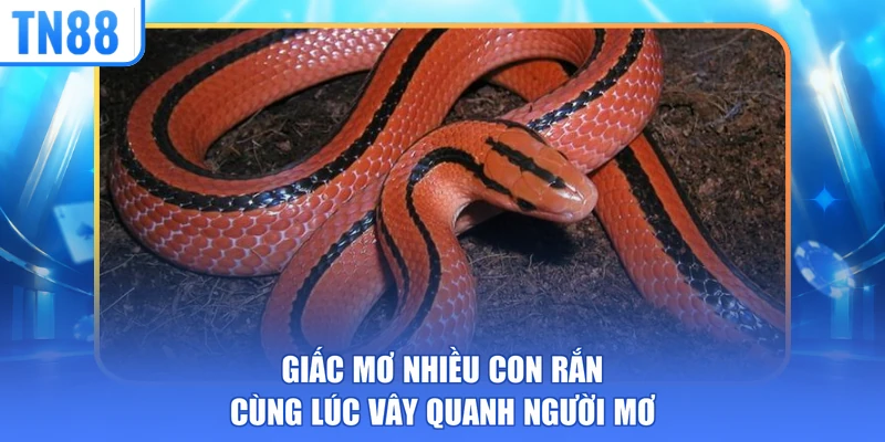 Giấc mơ nhiều con rắn cùng lúc vây quanh người mơ