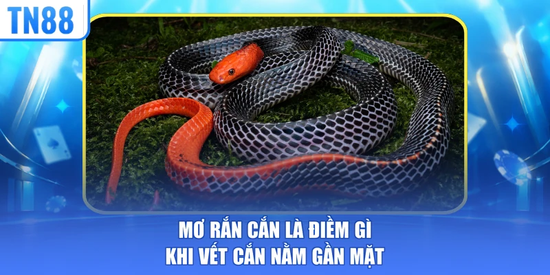 Mơ rắn cắn là điềm gì khi vết cắn nằm gần mặt