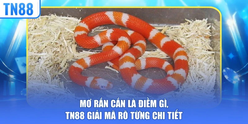 mơ rắn cắn là điềm gì